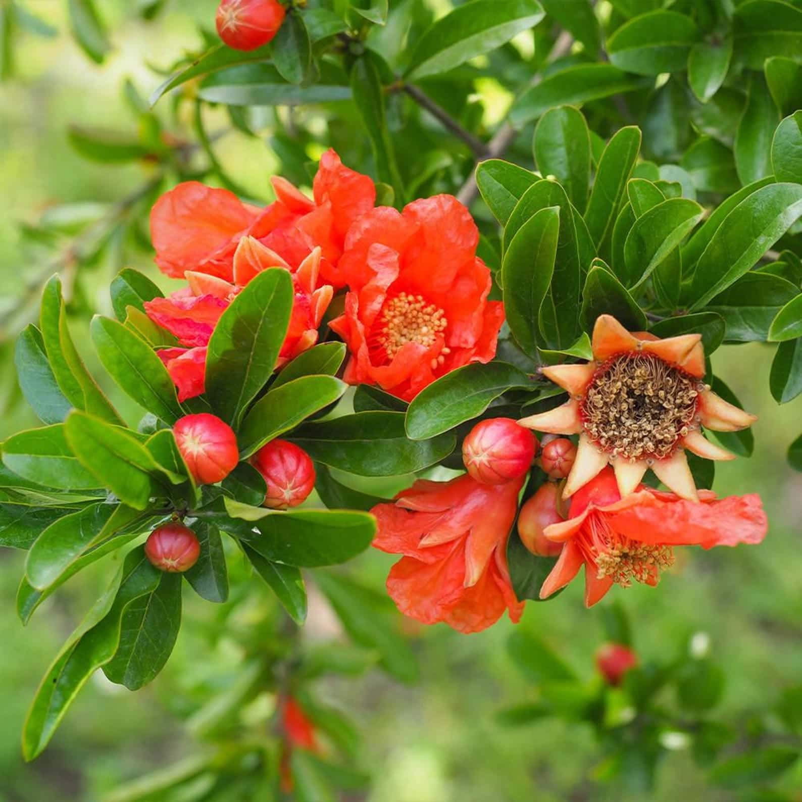 Pomegranate Seeds