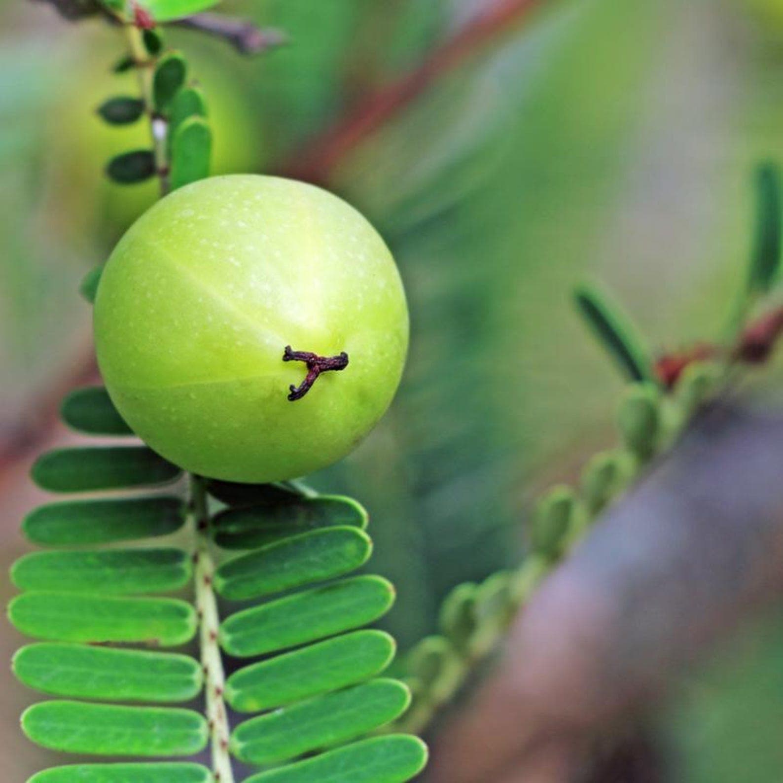 Phyllanthus Emblica, Amla Seeds plant