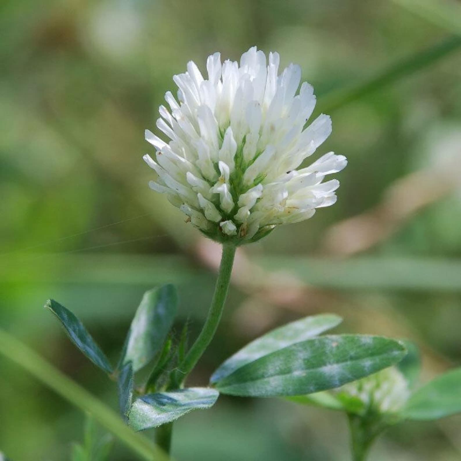 Trifolium alexandrinum Berseem Clover Seeds plant