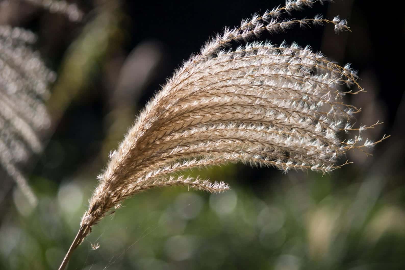 Chinese Silver Grass Seeds