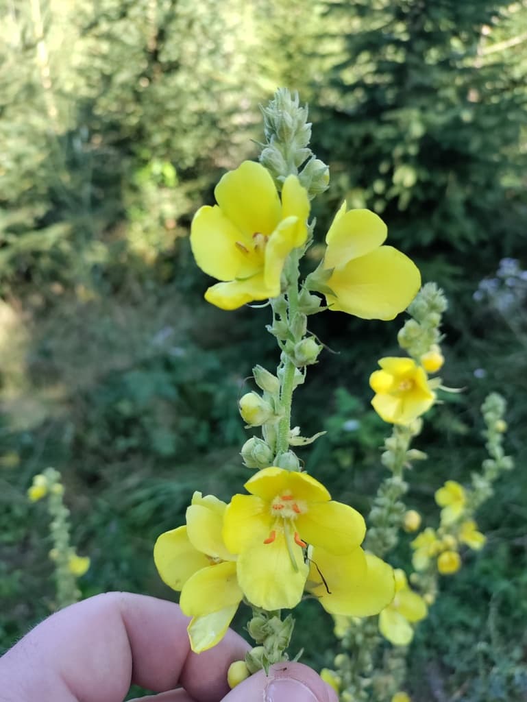 Yellow-Flowered Mullein Seeds (Verbascum phlomoides) plant