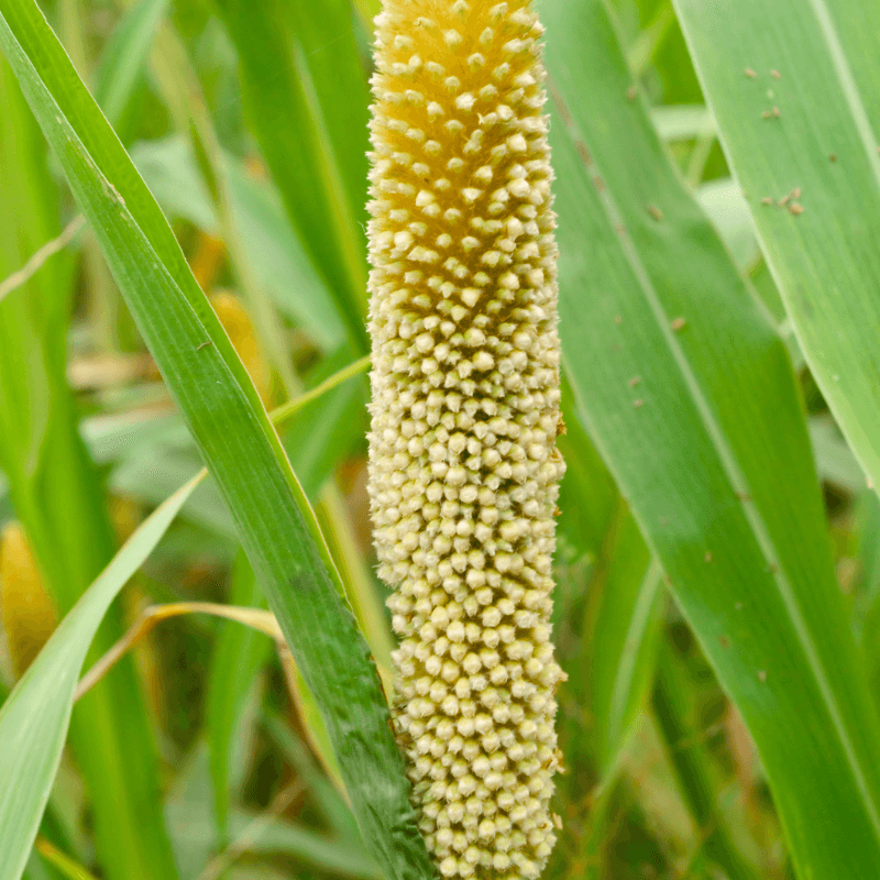 Pearl millet, Bajra Seeds plant