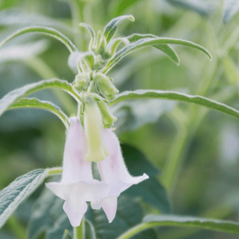 White sesame Seeds plant