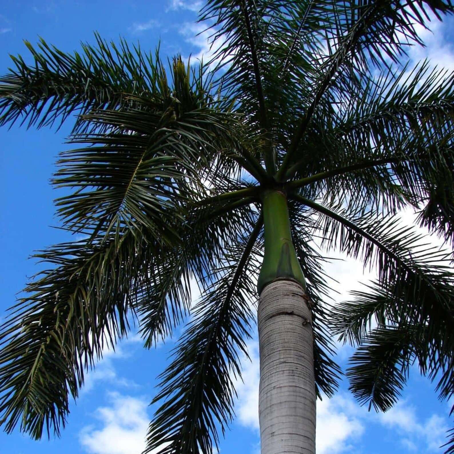 Royal palm Seeds
