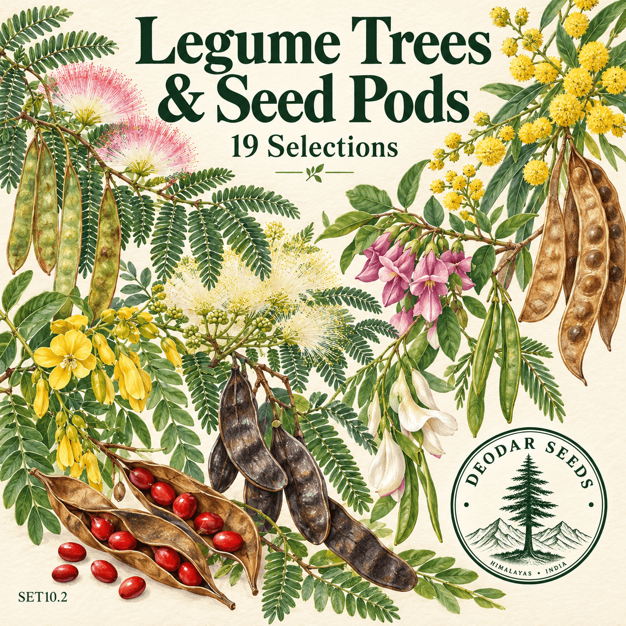 Legume Tree & Seed Pod Collection — 19 Seed Selections