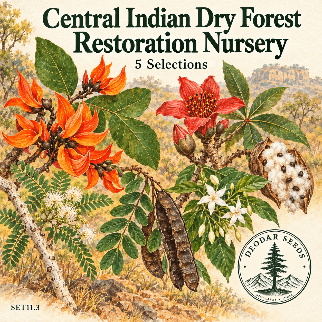 Central Indian Dry Forest Restoration Nursery Collection — 5 Seed Selections