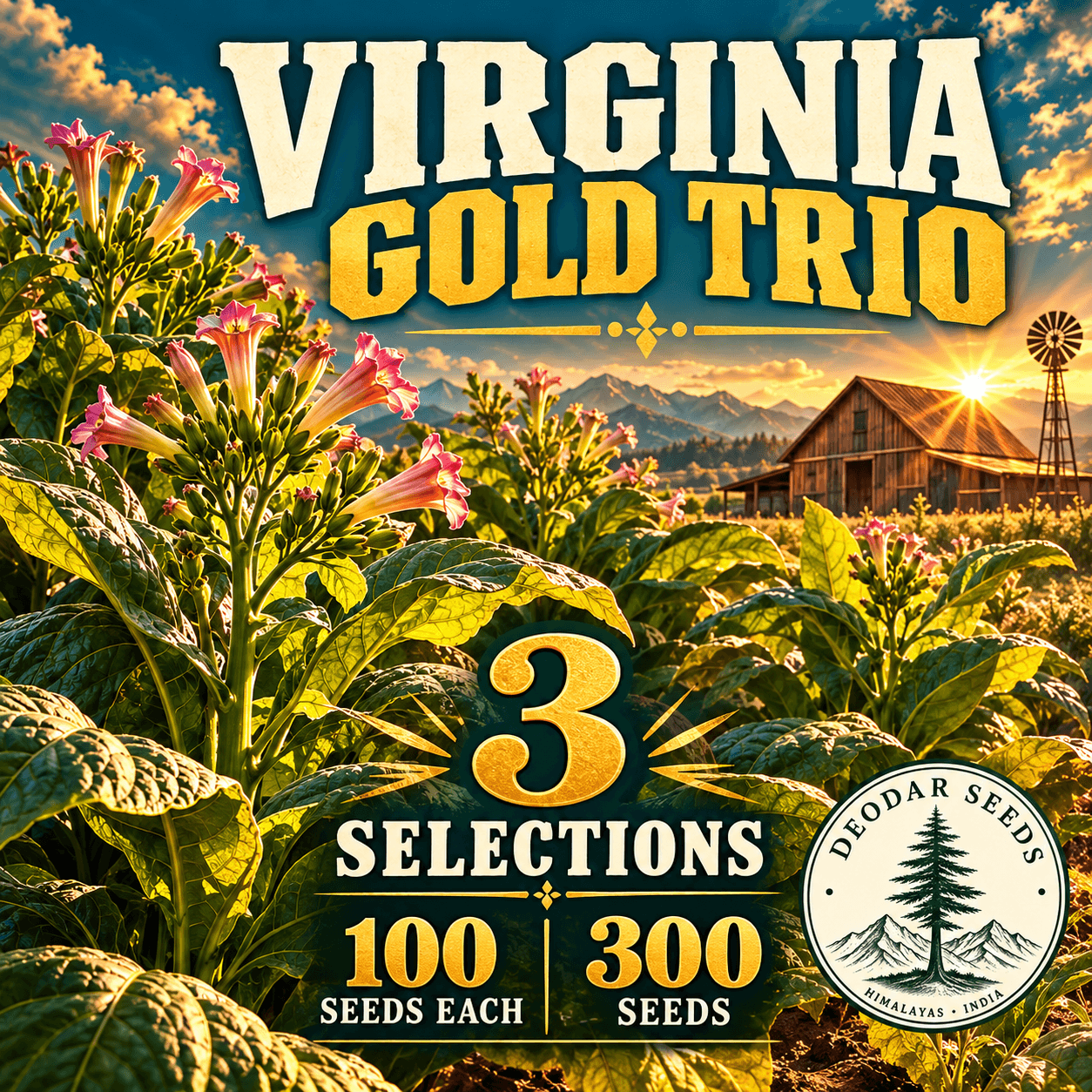 Virginia Gold Trio — 3 Seed Selections | Tobacco / Nicotiana tabacum — AI-generated kit illustration
