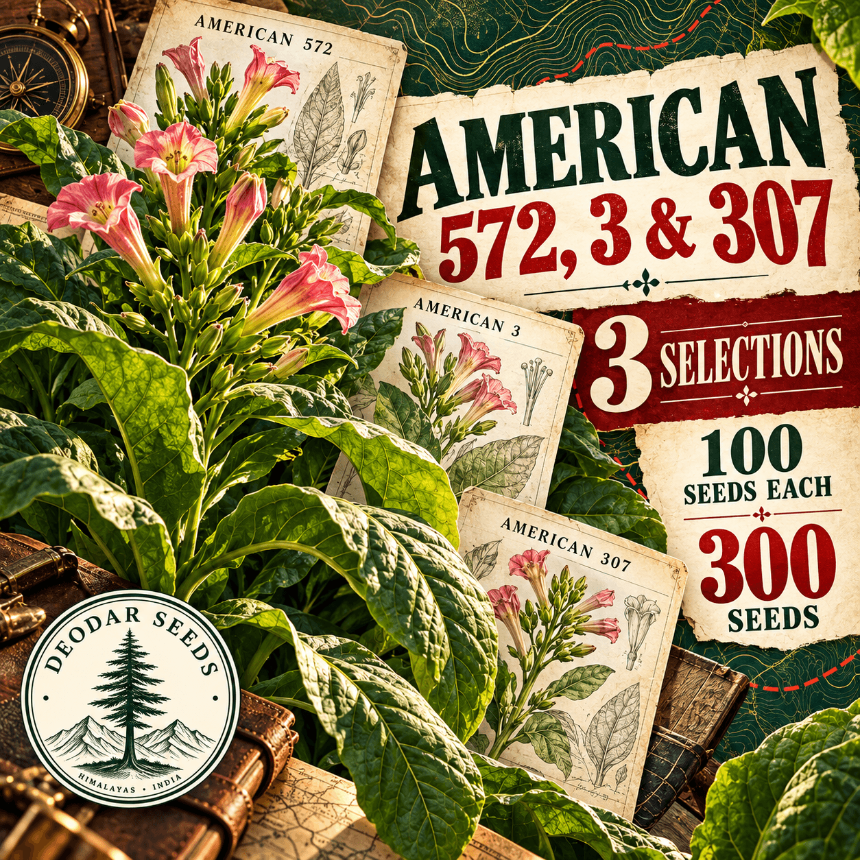 American 572, 3 & 307 — 3 Seed Selections | Tobacco / Nicotiana tabacum — AI-generated kit illustration