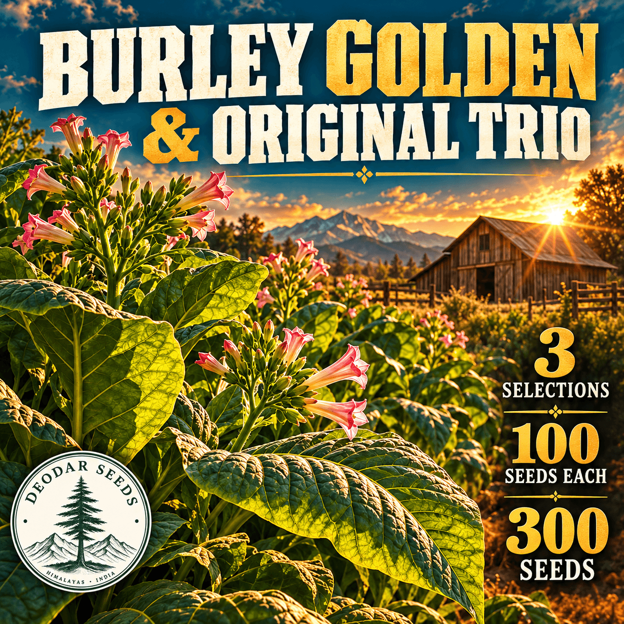 Burley Golden & Original Trio — 3 Seed Selections | Tobacco / Nicotiana tabacum — AI-generated kit illustration