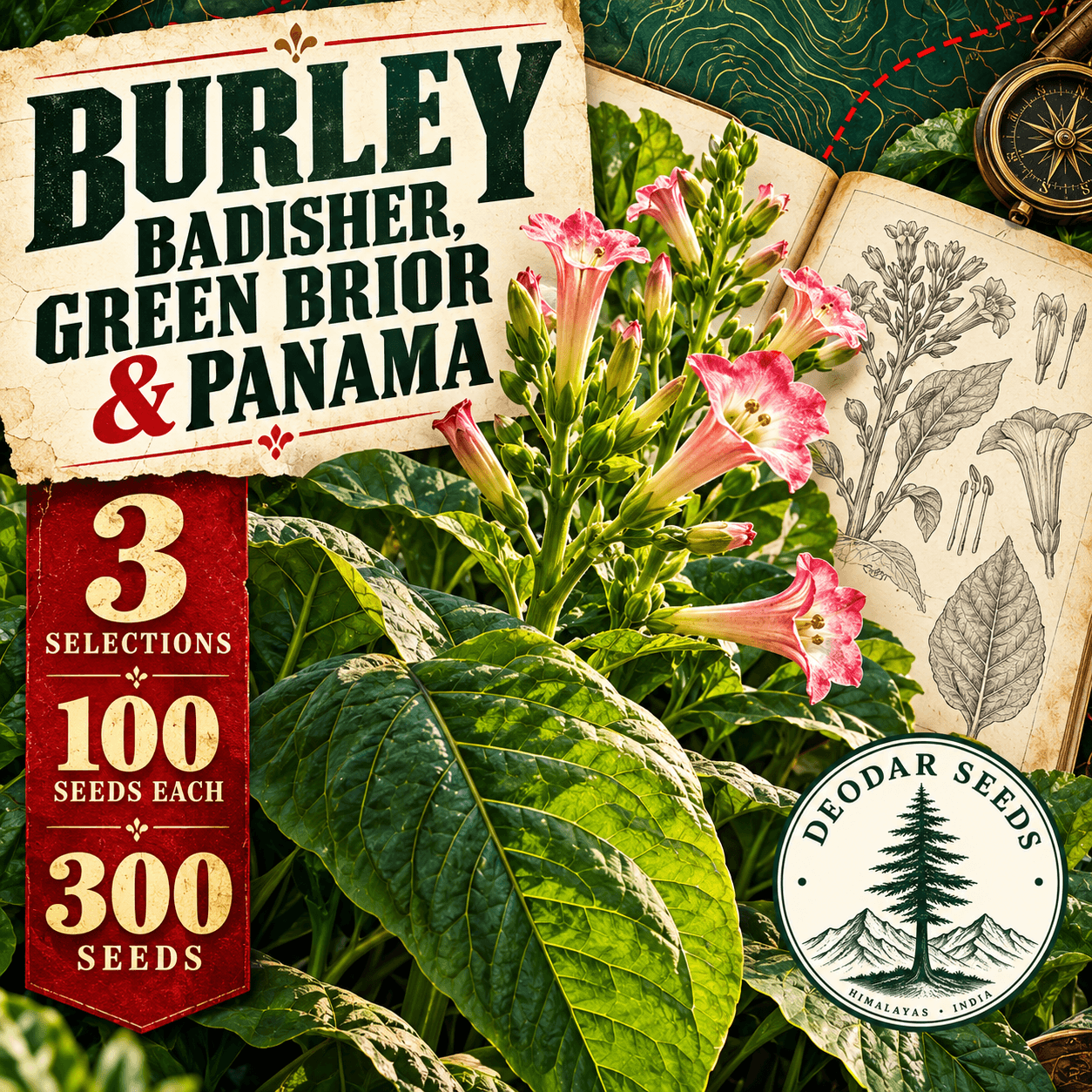 Burley Badisher, Green Brior & Panama — 3 Seed Selections | Tobacco / Nicotiana tabacum — AI-generated kit illustration