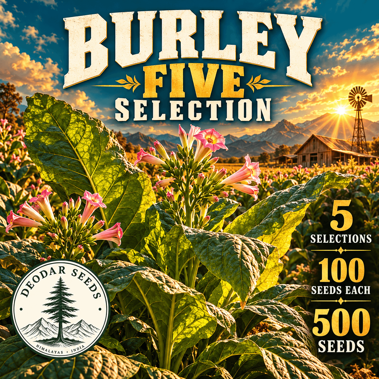 Burley Five Selection — 5 Seed Selections | Tobacco / Nicotiana tabacum — AI-generated kit illustration