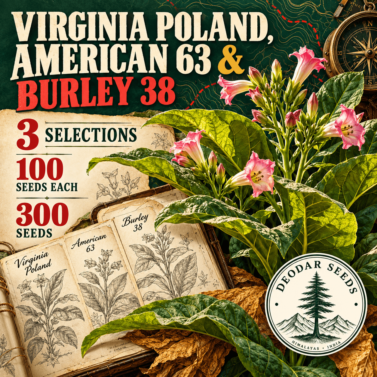 Virginia Poland, American 63 & Burley 38 — 3 Seed Selections | Tobacco / Nicotiana tabacum — AI-generated kit illustration