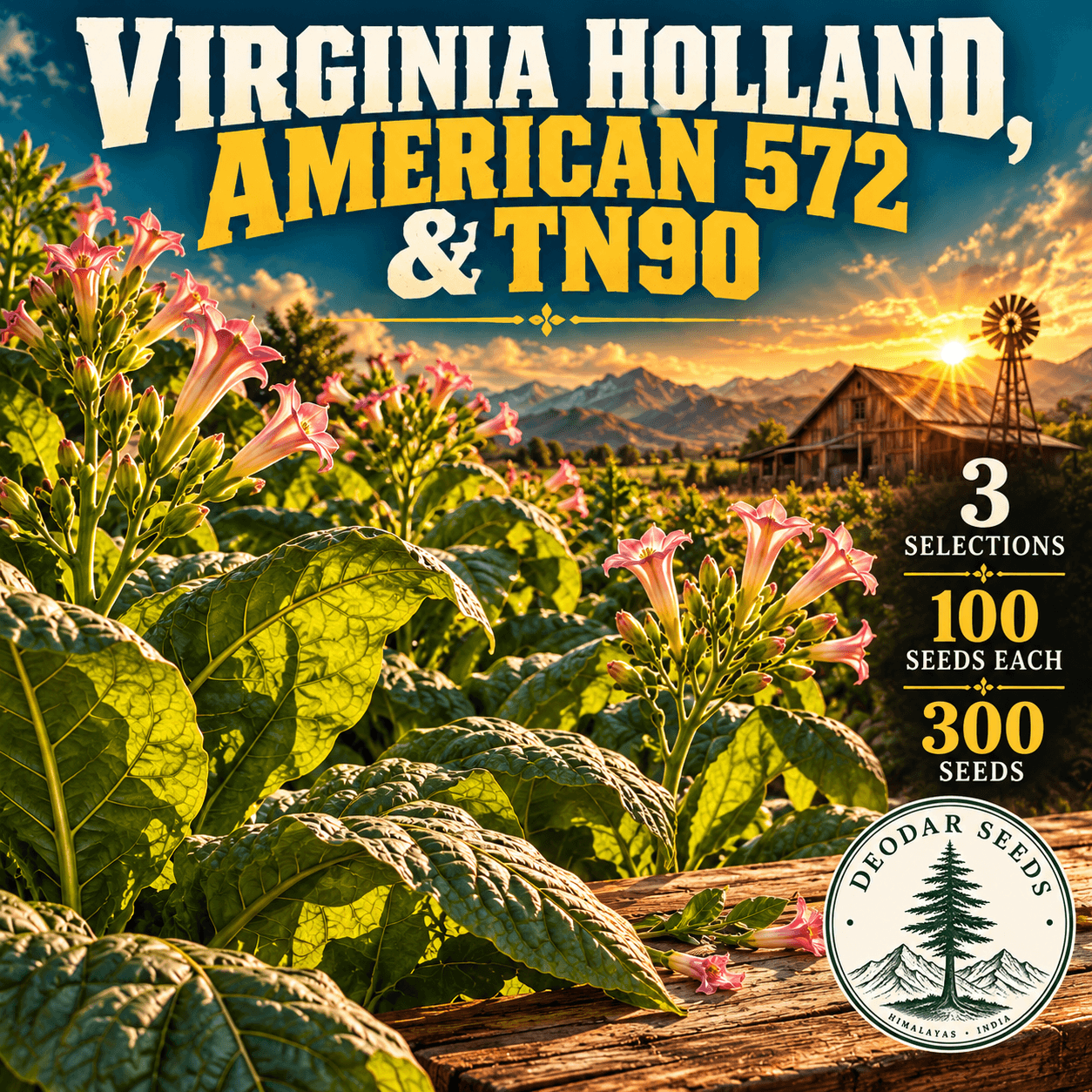 Virginia Holland, American 572 & TN90 — 3 Seed Selections | Tobacco / Nicotiana tabacum — AI-generated kit illustration