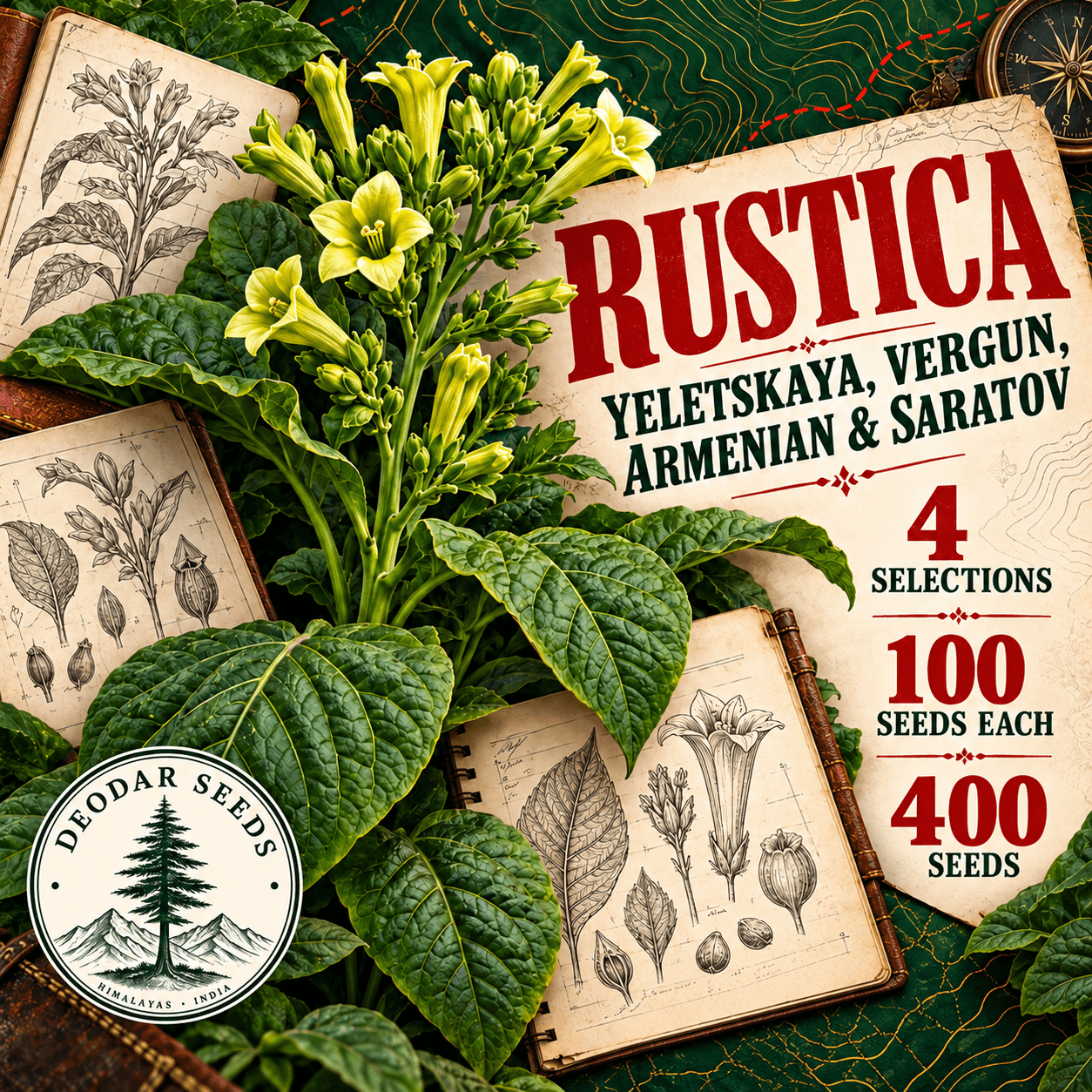 Rustica Yeletskaya, Vergun, Armenian & Saratov — 4 Seed Selections | Tobacco / Nicotiana rustica — AI-generated kit illustration
