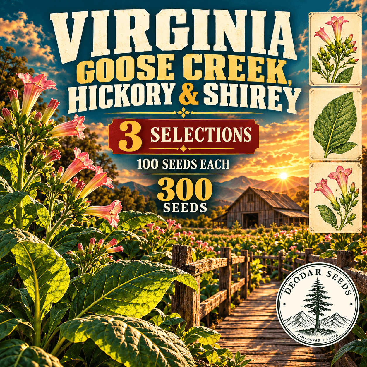 Virginia Goose Creek, Hickory & Shirey — 3 Seed Selections | Tobacco / Nicotiana tabacum — AI-generated kit illustration