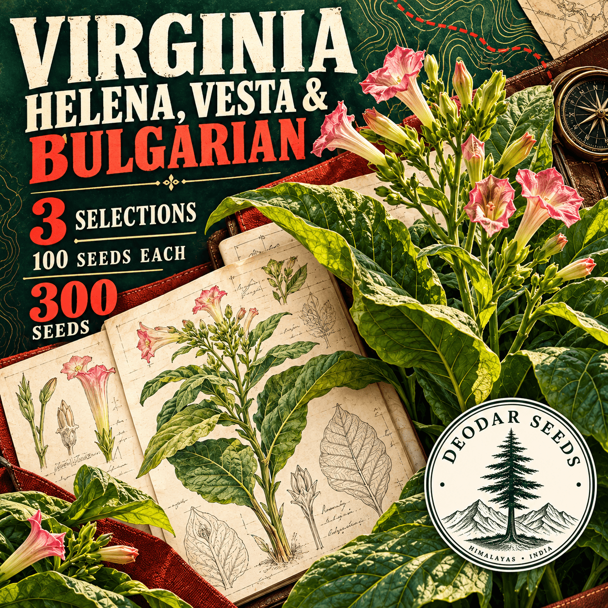 Virginia Helena, Vesta & Bulgarian — 3 Seed Selections | Tobacco / Nicotiana tabacum — AI-generated kit illustration