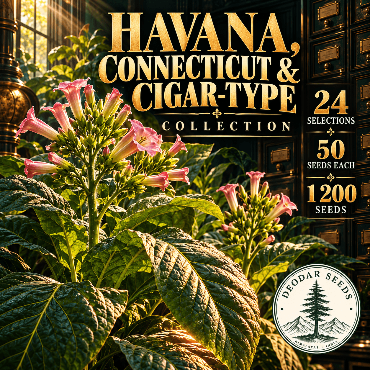Havana, Connecticut & Cigar-Type Collection — 24 Seed Selections | Tobacco / Nicotiana tabacum — AI-generated kit illustration