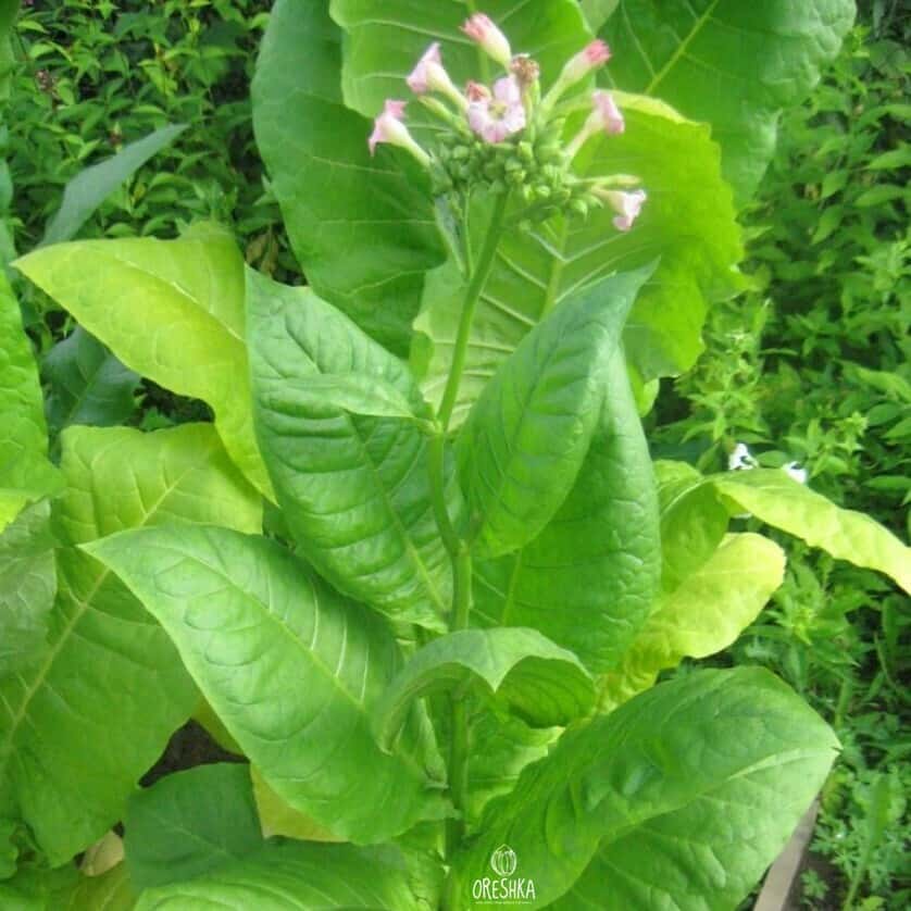 Tobacco Rot Front Seeds