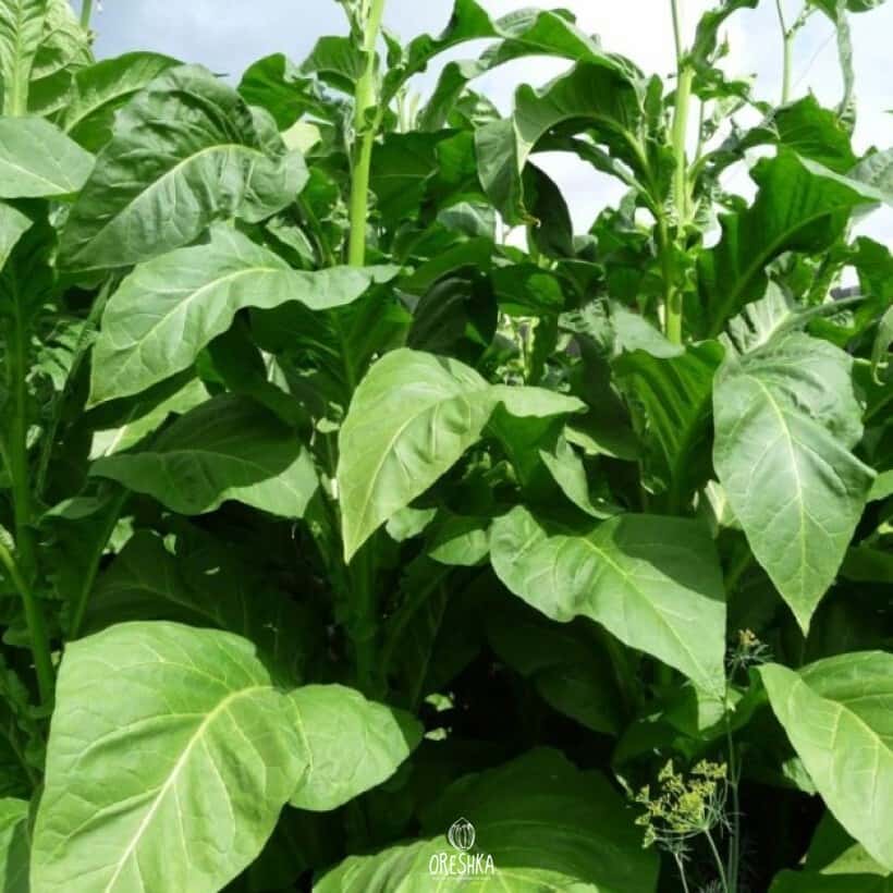 Tobacco Havana 142 Seeds