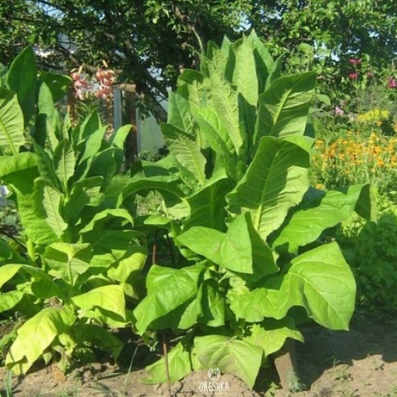 Tobacco Basma Jebel Seeds