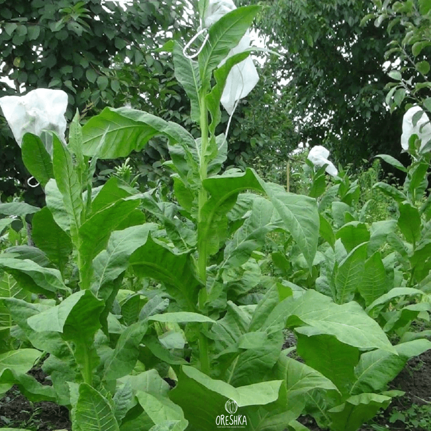 Tobacco Basma Sherazi Seeds