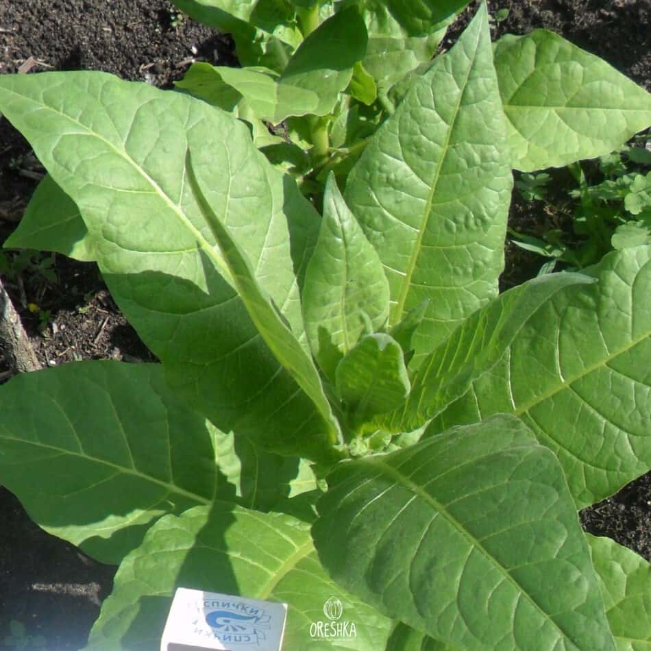 Tobacco Basma Bafra Seeds