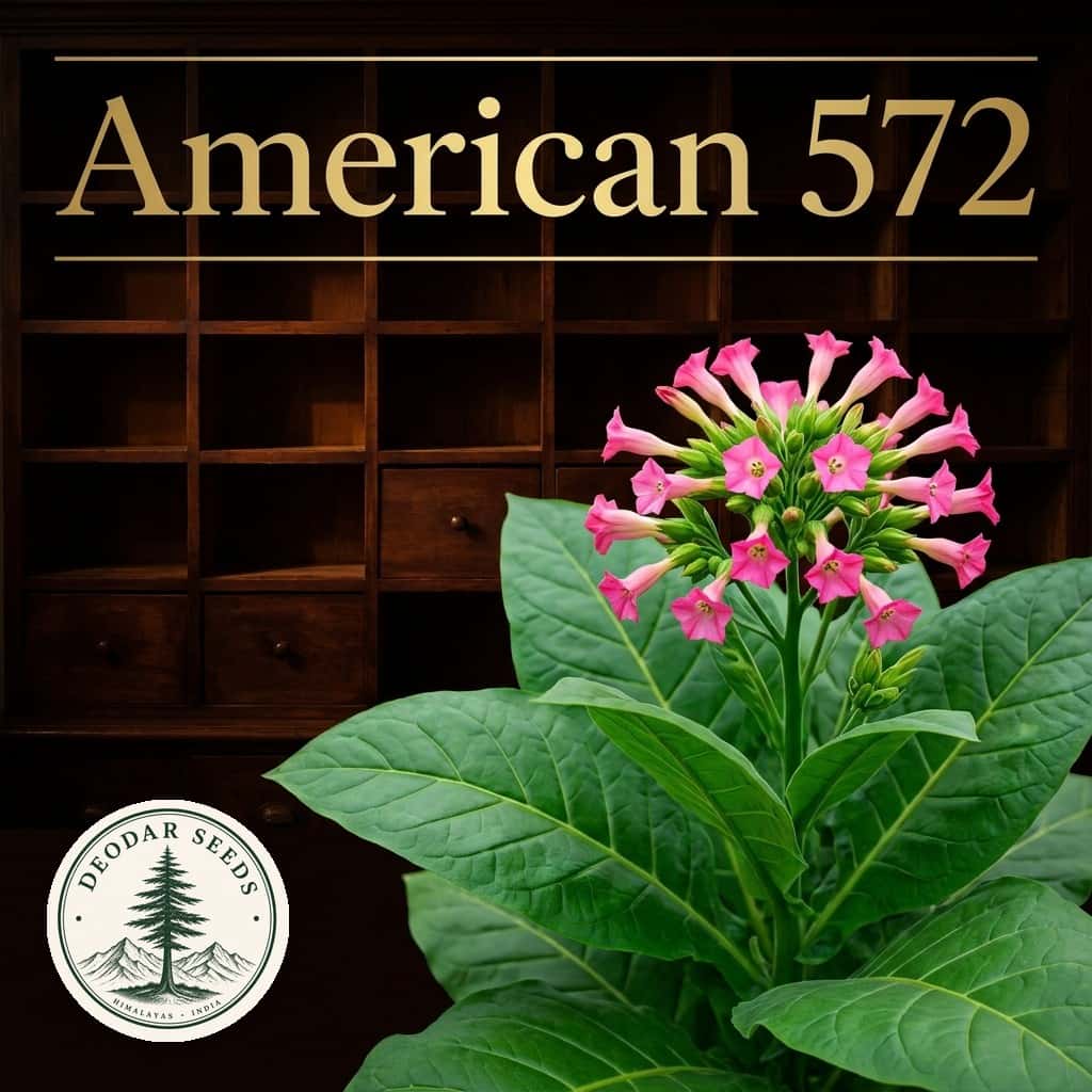 Tobacco American 572 Seeds — AI-generated kit illustration