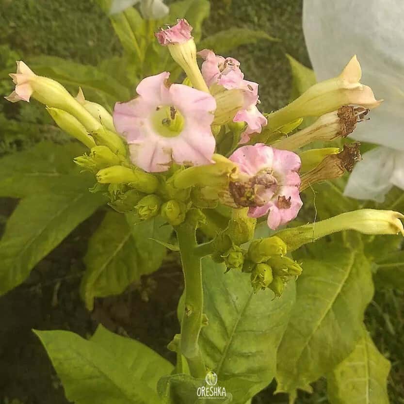 Tobacco American 63 Seeds