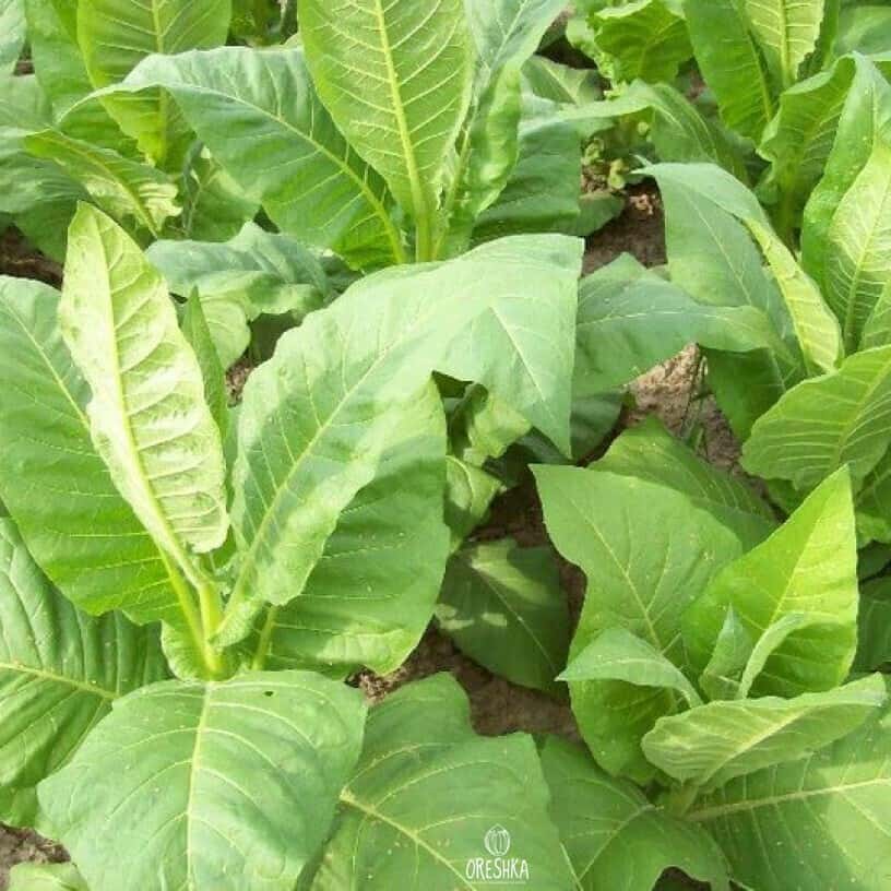Tobacco Virginia 27 Seeds