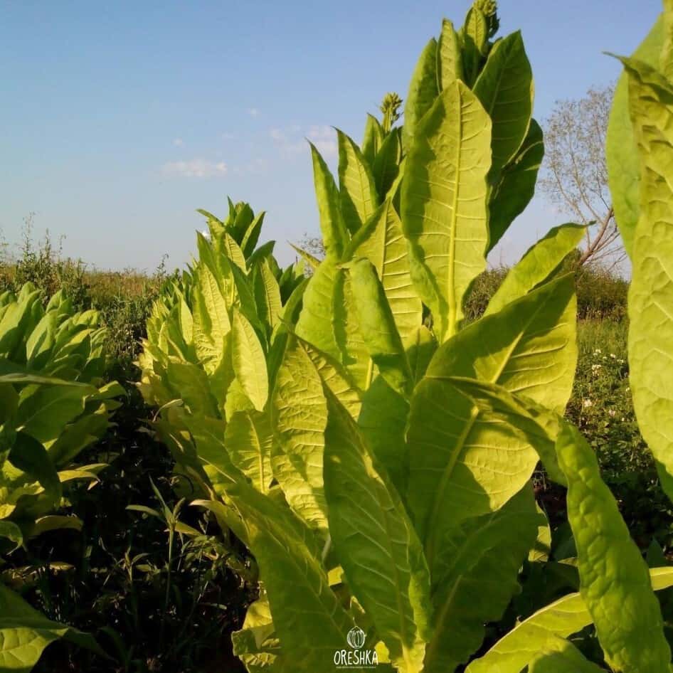 Tobacco Ternopolski 14 Seeds