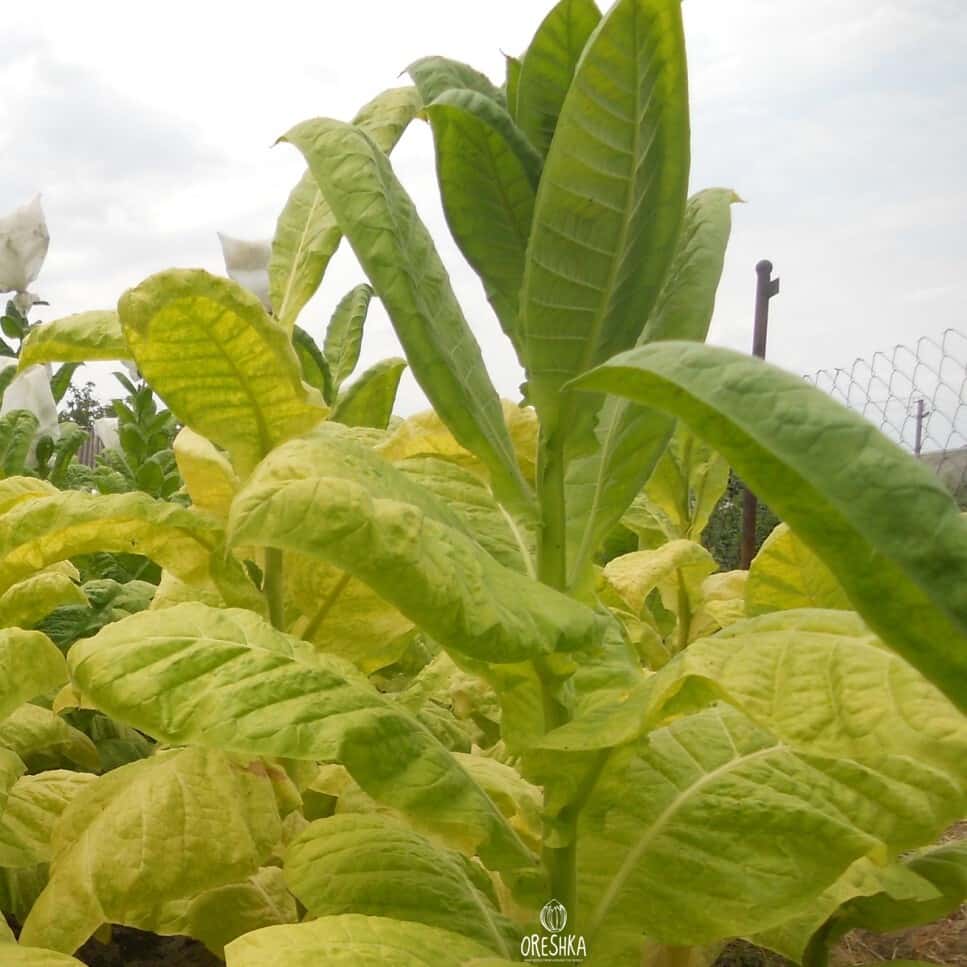 Tobacco Simbol 4 Seeds