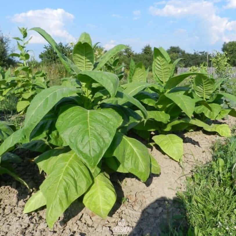 Tobacco Trapezond-92 Seeds