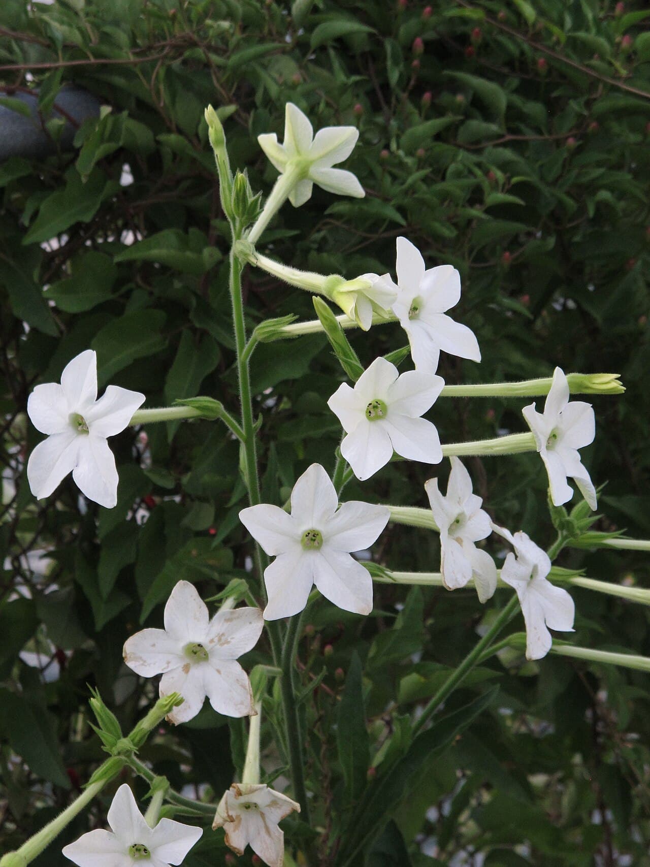 Reference image for Nicotiana alata