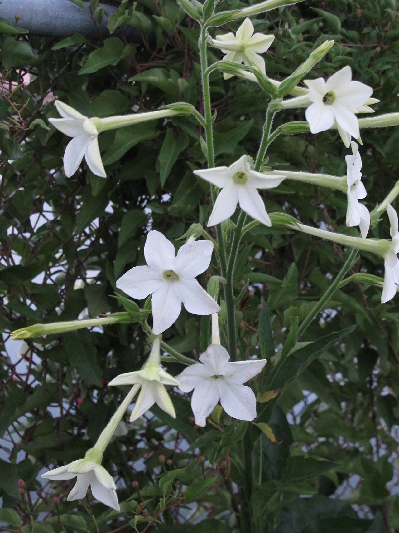 Reference image for Nicotiana alata