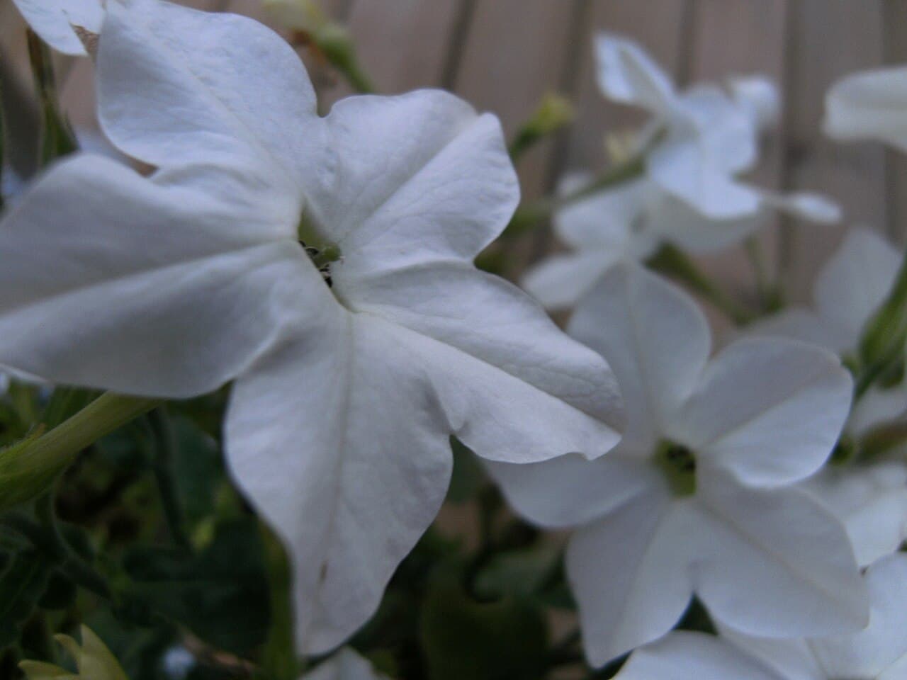 Reference image for Nicotiana alata