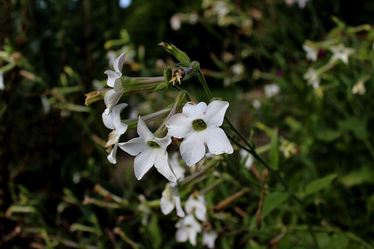 Reference image for Nicotiana alata