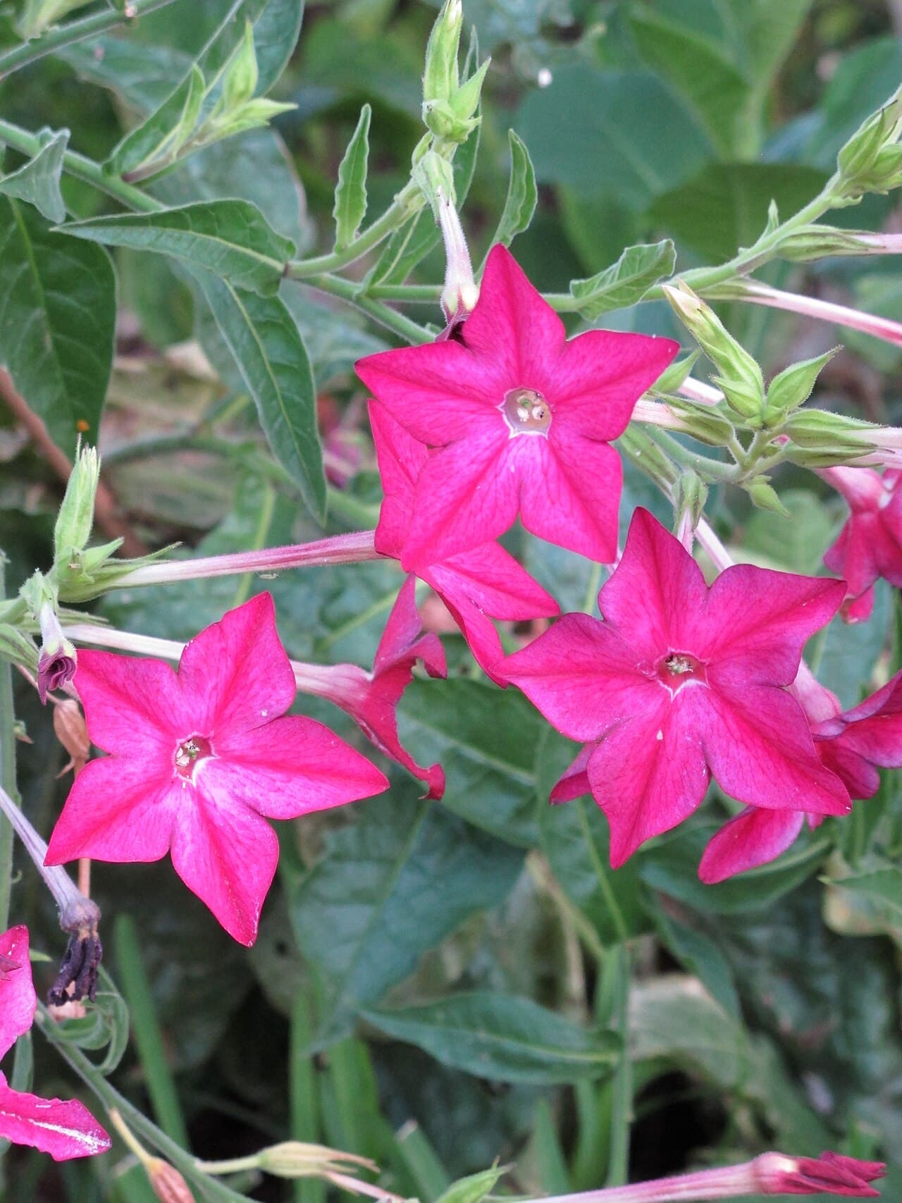 Reference image for Nicotiana alata