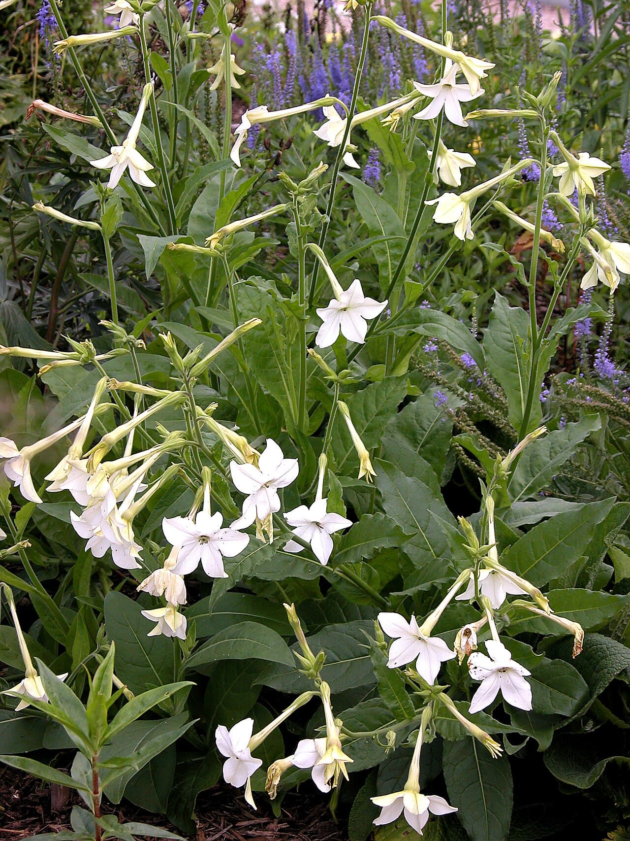 Reference image for Nicotiana alata