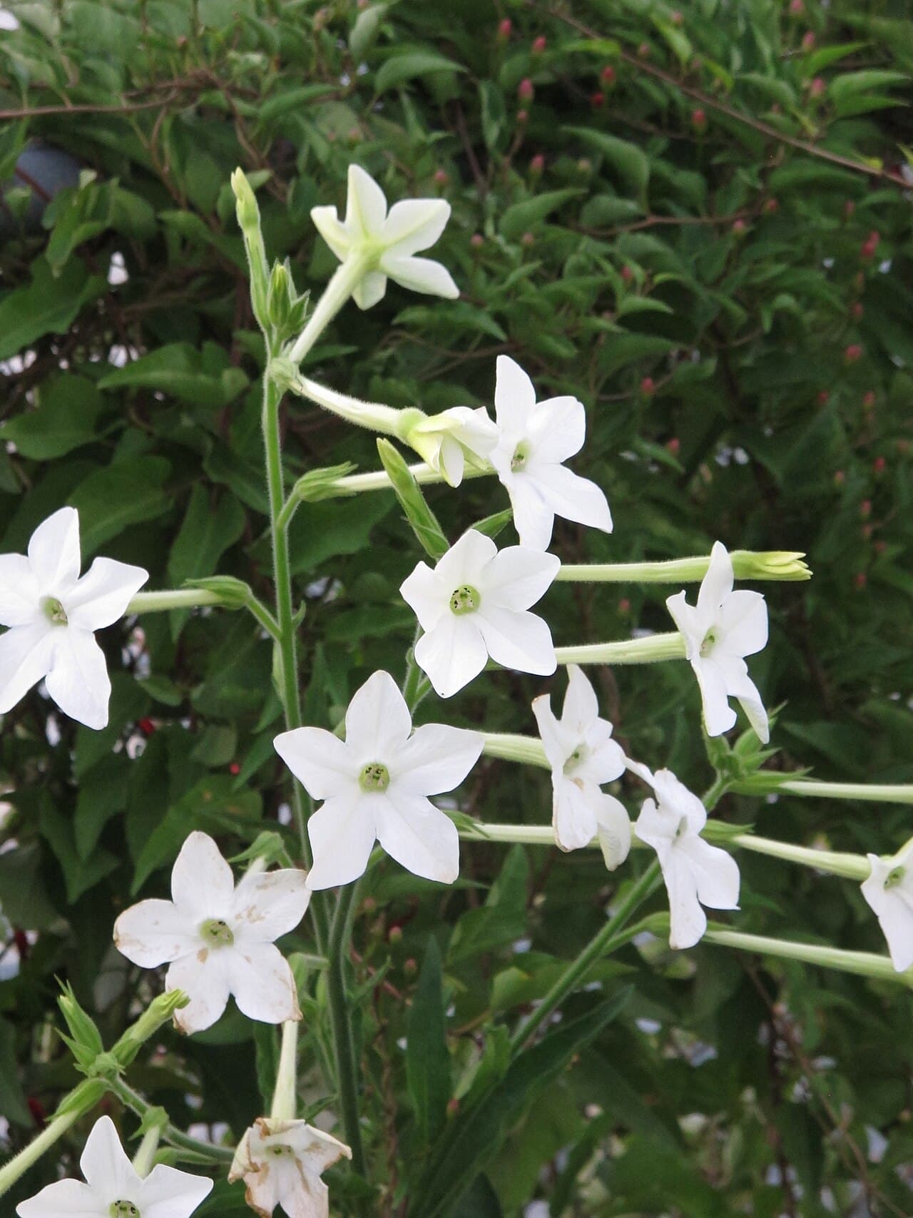 Reference image for Nicotiana alata