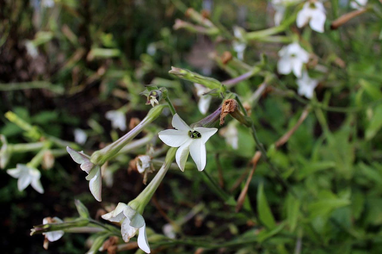 Reference image for Nicotiana alata