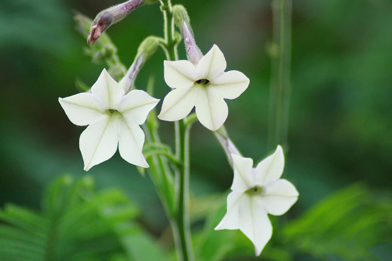 Reference image for Nicotiana alata