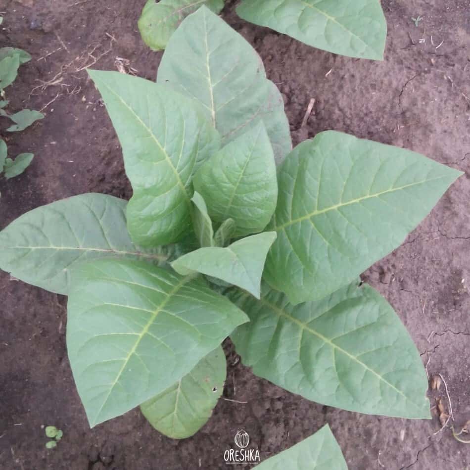 Tobacco Yellow Pryor Seeds