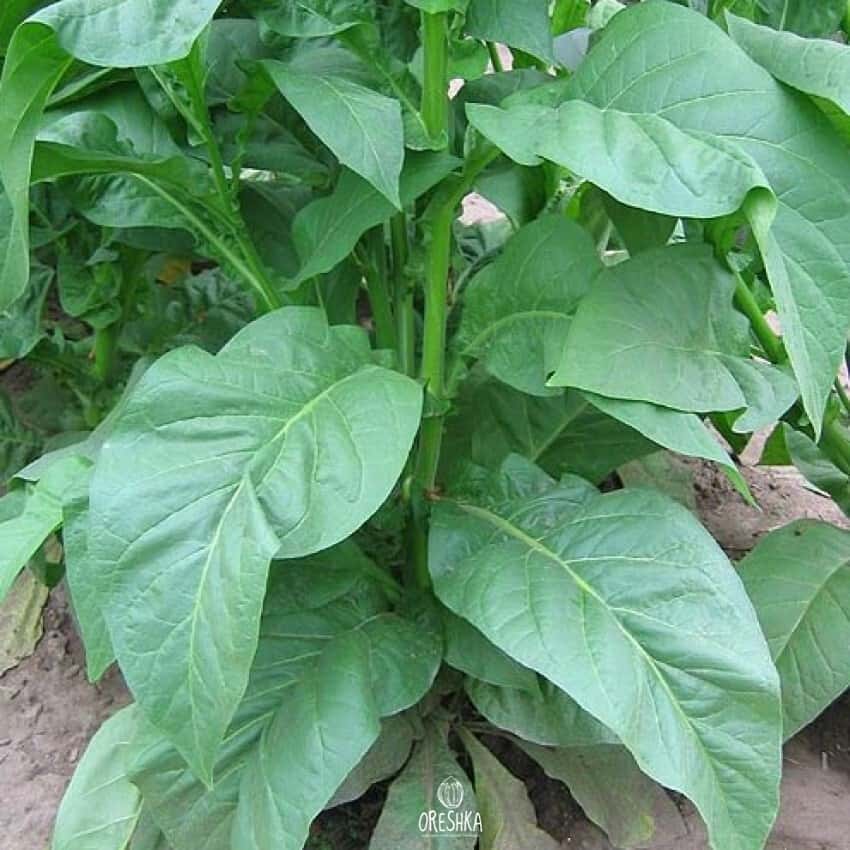 Tobacco Walkers Broad Leaf Seeds