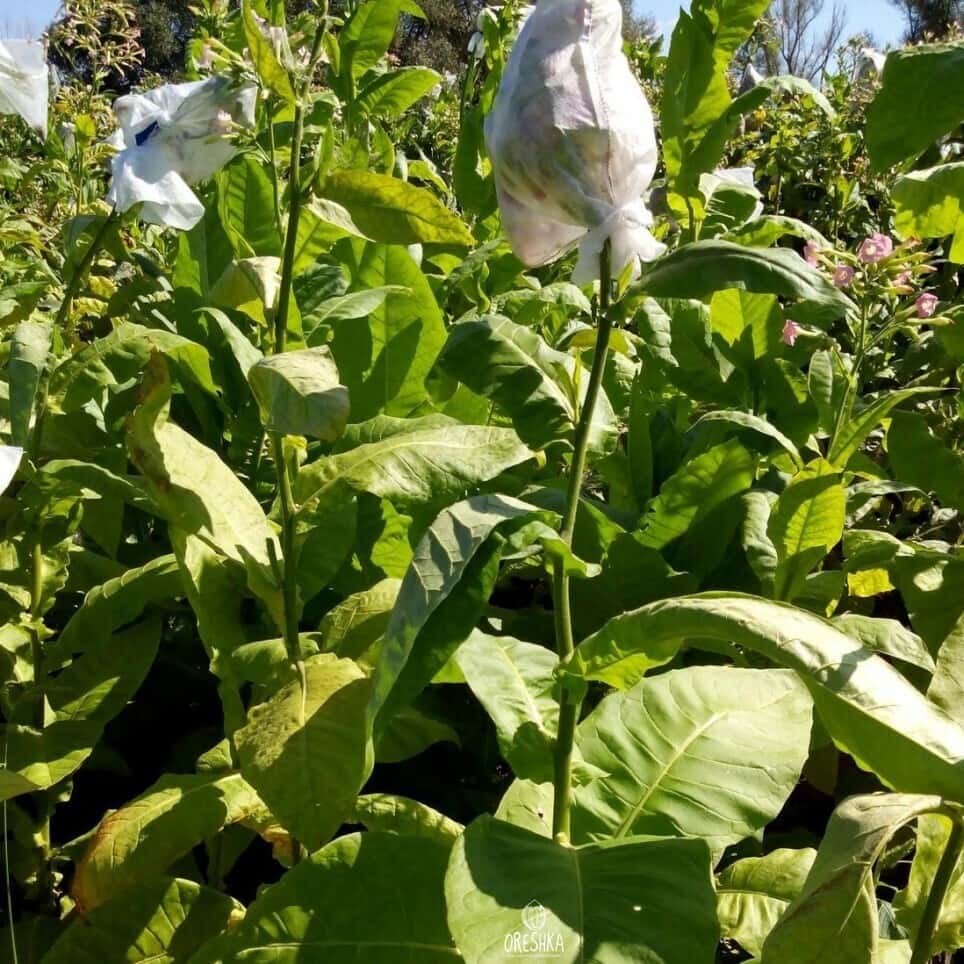 Tobacco Golden Burley Seeds