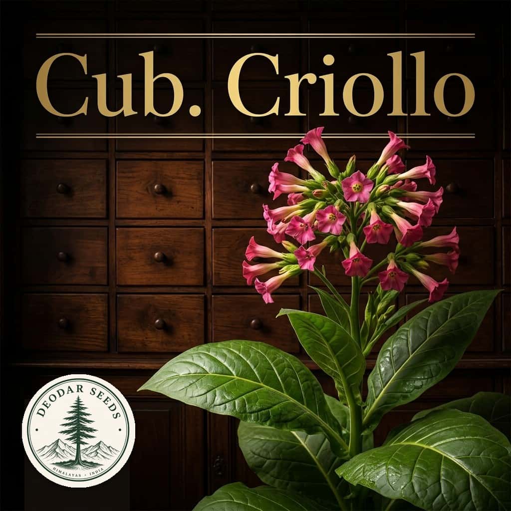 Tobacco Cuban Criollo Seeds — AI-generated kit illustration