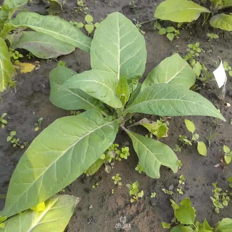 Tobacco Little Dutch Seeds