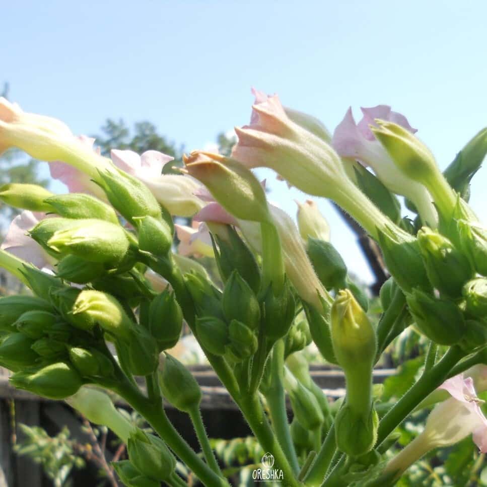 Tobacco Connecticut Shade Seeds