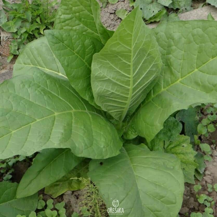 Tobacco Orinoco Seeds