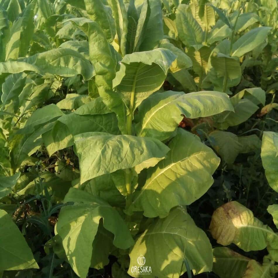 Tobacco Tennessee Burley TN 19 Seeds