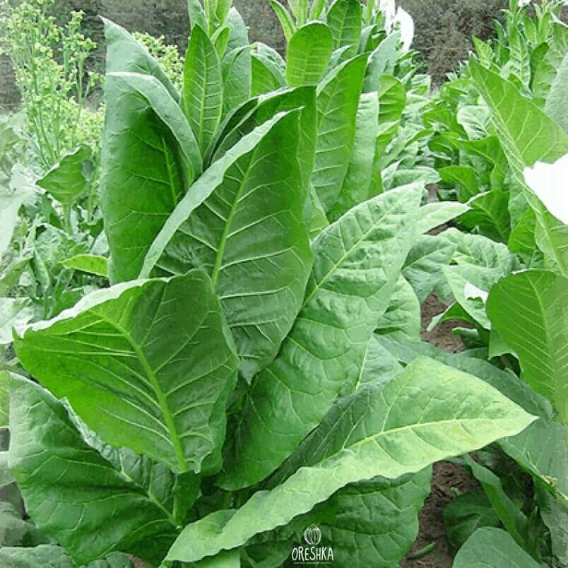 Tobacco Adonis Seeds